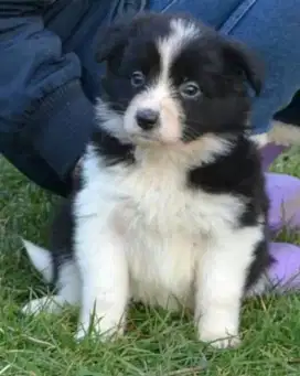 DIJUAL ANAK ANJING BORDER COLLIE