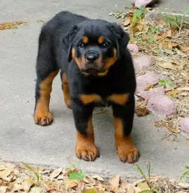 DIJUAL ANAK ANJING ROTTWEILER