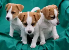 DIJUAL ANAK ANJING JACK RUSSELL