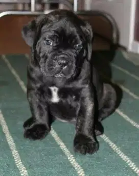 DIJUAL ANAK ANJING PITTBULL