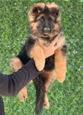 DIJUAL ANAK ANJING GERMAN SHEPHERD/HERDER