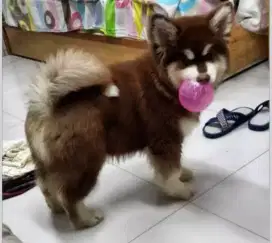 DIJUAL ANAK ANJING SIBERIAN HUSKY
