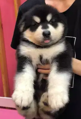 DIJUAL ANAK ANJING SIBERIAN HUSKY
