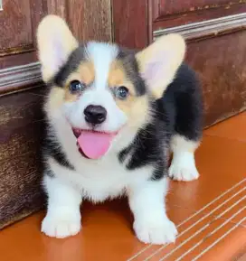 DIJUAL ANAK ANJING CORGY