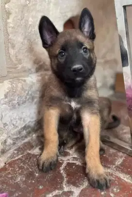 DIJUAL ANAK ANJING BELGIAN MALINOIS