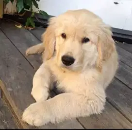 DIJUAL ANAK ANJING GOLDEN RETRIEVER