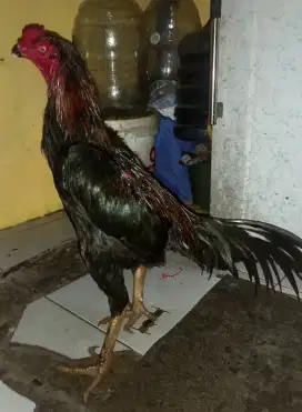 Ayam bangkok klasik super