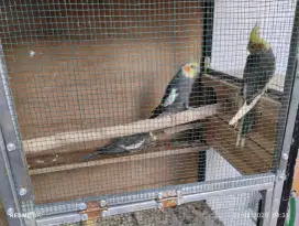 Falk atau parkit australia