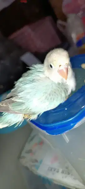 Anakan LB biola pastel blue