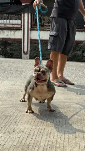 French bulldog lilac tan betina