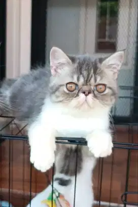 Kucing Kitten Peaknose Exotic Shorthair Betina