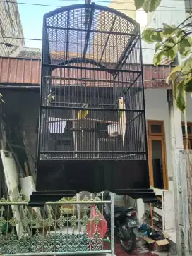 Mozambik muda gacor