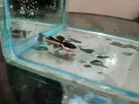 Ikan hias rtc predator red tail cat fish lele amazon