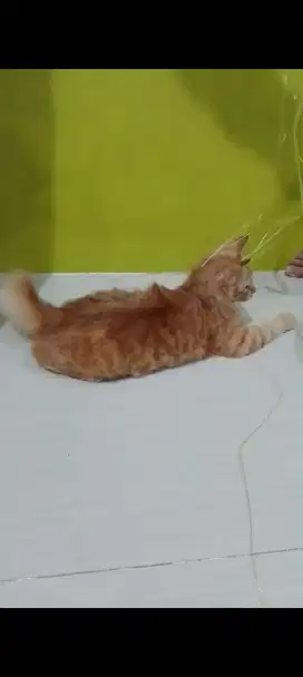 Kucing mix orange