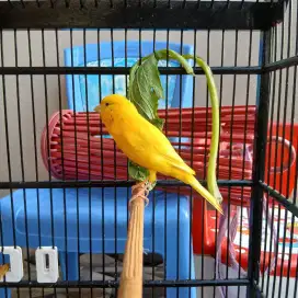 Kenari stabilo jantan