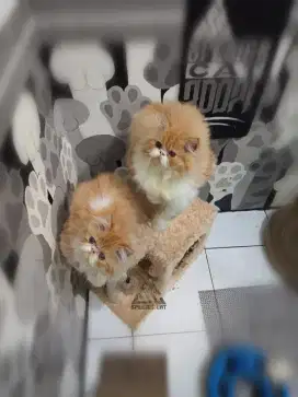 Kitten persia jantan