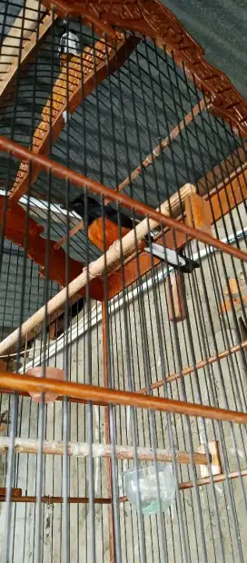 Burung murai batu rawatan