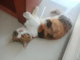 Kucing Munchkin cebol manja induk bonus kitten 6