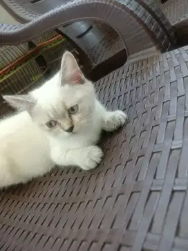 BSH non Ped kitten 3 ekor free 2 BSH sudah steril