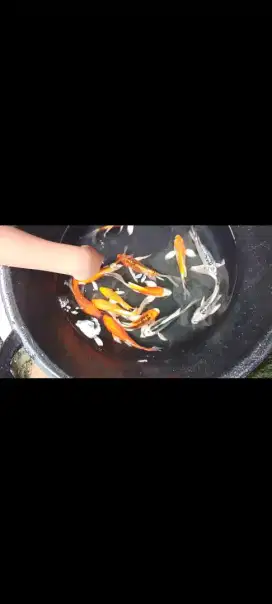 Ikan hias bermacam jenis