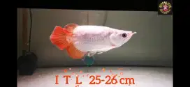Sr Short Body itl  special