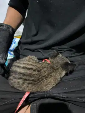Musang pandan 3 bulan