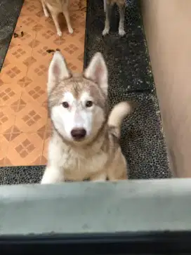 Husky Malamute Betina big bone