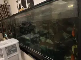 Mega tank / akuarium