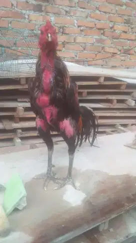 Ayam Bangkok Mangon