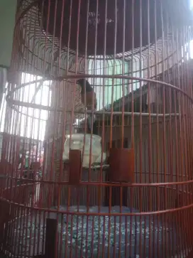 Dijual burung murai udah sering lomba gacor