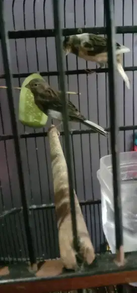 Burung kenari betina starblue