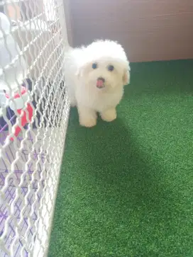Female Party Poodle