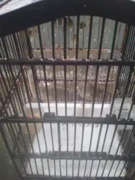 Burung kenari betina starblu