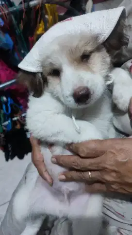 dijual puppies kecil