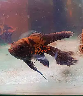 5 ekor oscar red tiger slayer & leopard