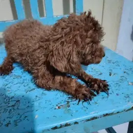 Anak anjing puddle jantan usia 7 bulan sehat dan lincah