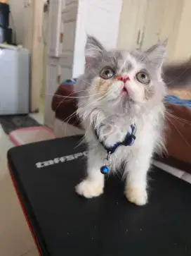 Kucing peaknose kitten