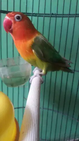Burung Lovebird Green Series Jantan