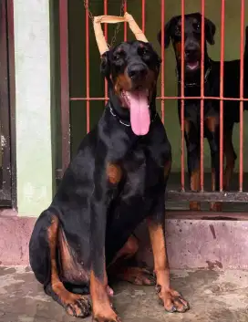 Doberman ( jatim)