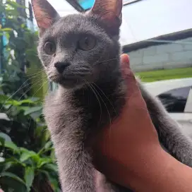 BRITISH SHORT HAIR FEMALE UNDER 1 YEAR