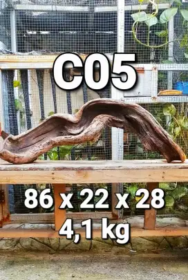 KAYU SANTIGI LAUT ASLI KAYU TENGGELAM KAYU HIASAN AQUARIUM AQUASCAPE