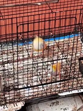 Emprit gouldamadin jantan
