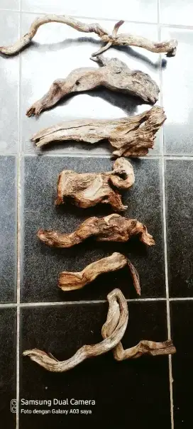 KAYU SANTIGI LAUT ASLI KAYU TENGGELAM KAYU HIASAN AQUARIUM
