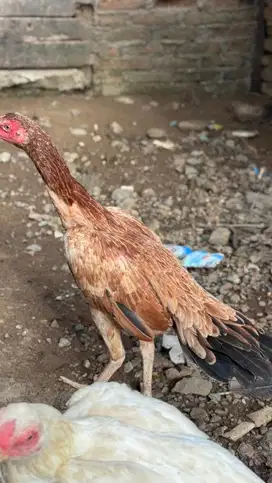 Calon induk ekor lidi super mekar