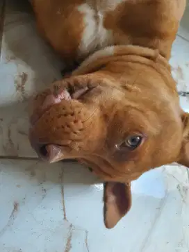 Anjing Pitbull bloodline batosai