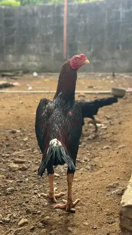 Ekor lidi murni super spek kontes