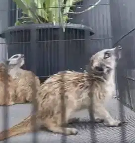 sepasang musang hias meerkat 1 thn siap kawin koleksin exotik rawatan