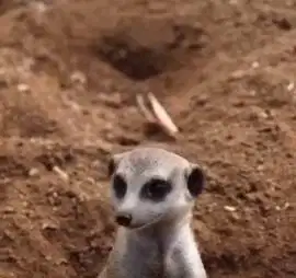 sepasang musang hias meerkat 1 thn siap kawin koleksin exotik rawatan