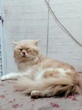 Kucing persia Flat nose