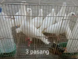 Dijual merpati putih